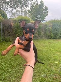 Cucciolo di Pinscher
