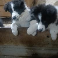 Cuccioli di Border Collie