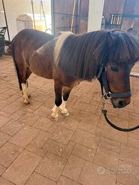 Monta pony Shetland pezzato