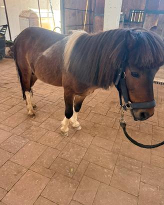 Monta pony Shetland pezzato