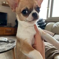 Chihuahua femmina con pedigree