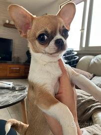 Chihuahua femmina con pedigree