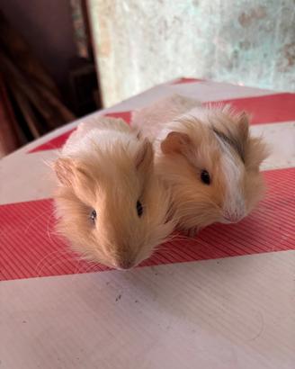 Cavia silkie
