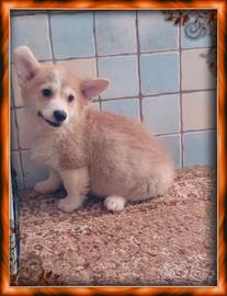 Welsh Corgi Pembroke pedigree ENCI 