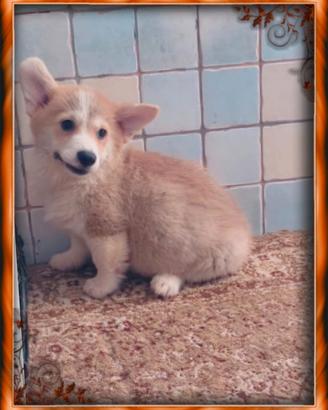 Welsh Corgi Pembroke pedigree ENCI 
