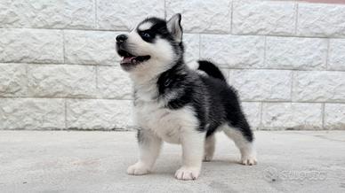Cuccioli Siberian Husky