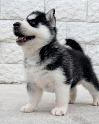 Cuccioli Siberian Husky