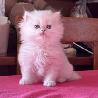 Gatti British/Scottish