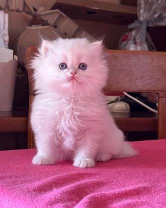 Gatti British/Scottish