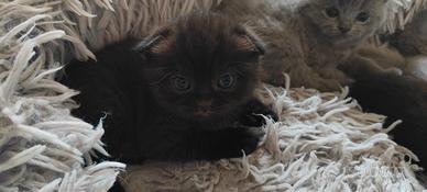 Gattini Scottish Fold and Straight con pedigree