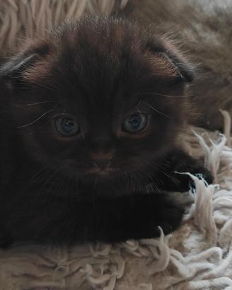 Gattini Scottish Fold and Straight con pedigree