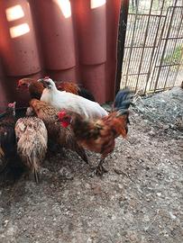 Galline