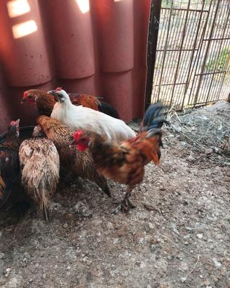 Galline