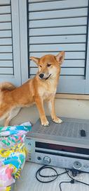 Shiba inu