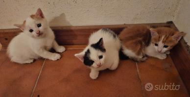 Tre cuccioli da adottare