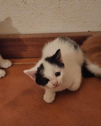 Tre cuccioli da adottare