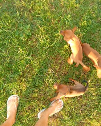 Cagnolini maschietti