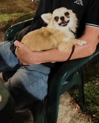 chihuahua maschio pelo lungo di 2 anni