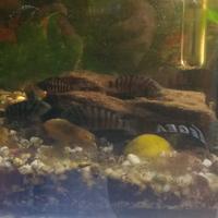 Negrofasciatum pesci acqua dolce