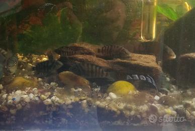 Negrofasciatum pesci acqua dolce