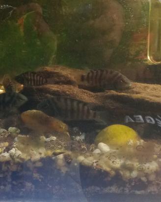 Negrofasciatum pesci acqua dolce