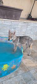 Cane Lupo Cecoslovacco 3 cucciole ENCI