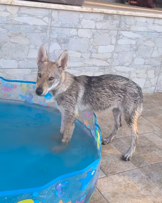 Cane Lupo Cecoslovacco 3 cucciole ENCI