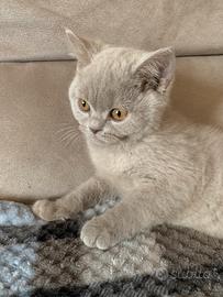 Cuccioli scottish straight