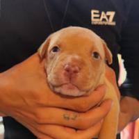 Cane femmina pitbull-amstaff