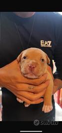 Cane femmina pitbull-amstaff