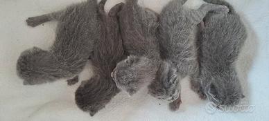 Gattini certosini con pedigree