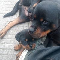 Rottweiler