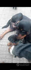 Rottweiler