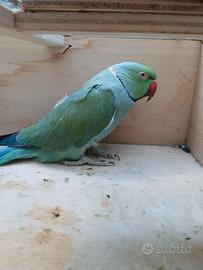 Parrochetti dal collare