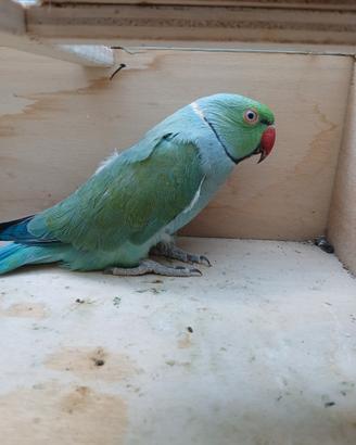 Parrochetti dal collare