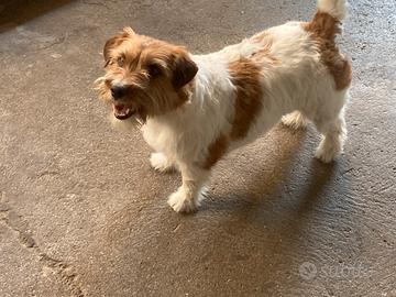 Jack Russell femmina adulta
