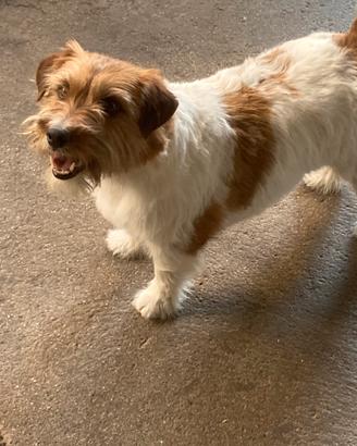 Jack Russell femmina adulta