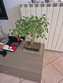 FICUS RETUSA