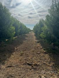 Ramacca terreno pesche tabbacchiere