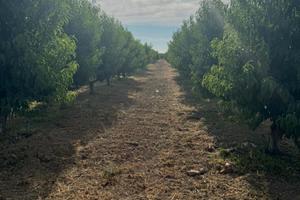 Ramacca terreno pesche tabbacchiere