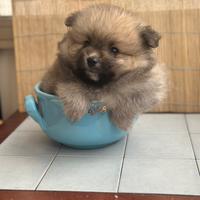 Cuccioli Spitz volpino di Pomerania nano