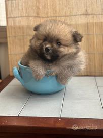 Cuccioli Spitz volpino di Pomerania nano