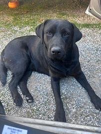 Labrador per monte con pedigree