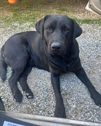 Labrador per monte con pedigree