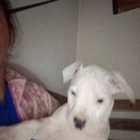 American Pitbull terrier