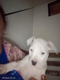 American Pitbull terrier