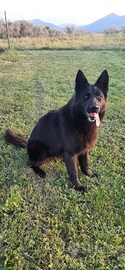 Femmina di Pastore tedesco Total Black di 3 anni