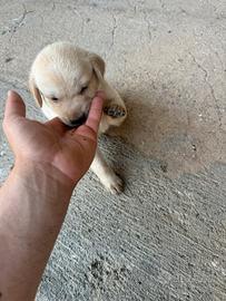 Labrador