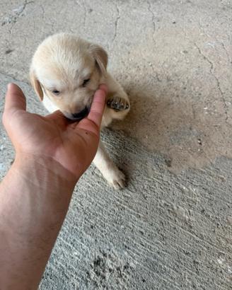 Labrador