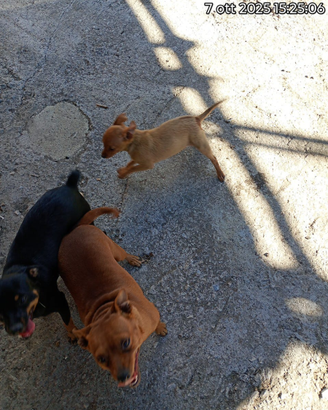 Animali